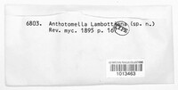 Anthostomella lambottiana image